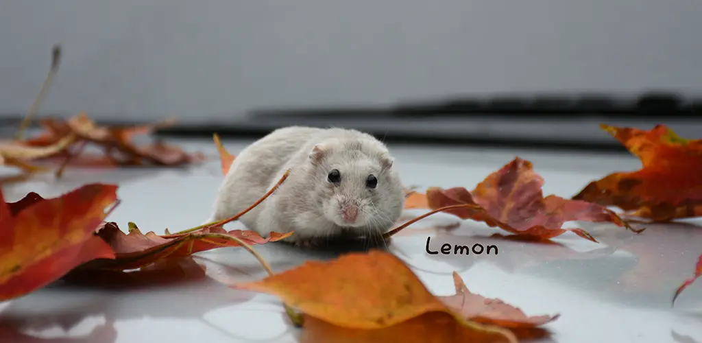 Header Banner