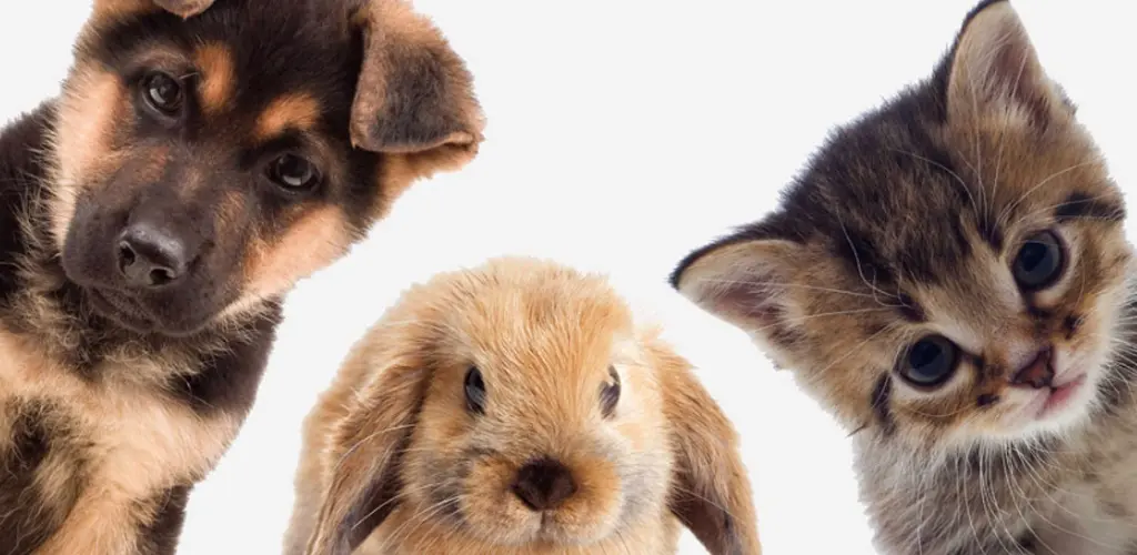 Header Banner