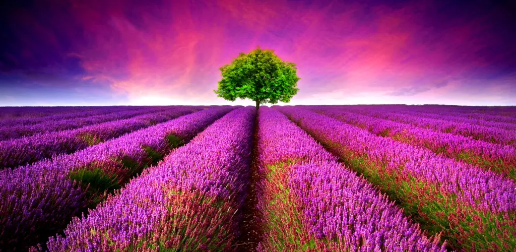 Header Banner