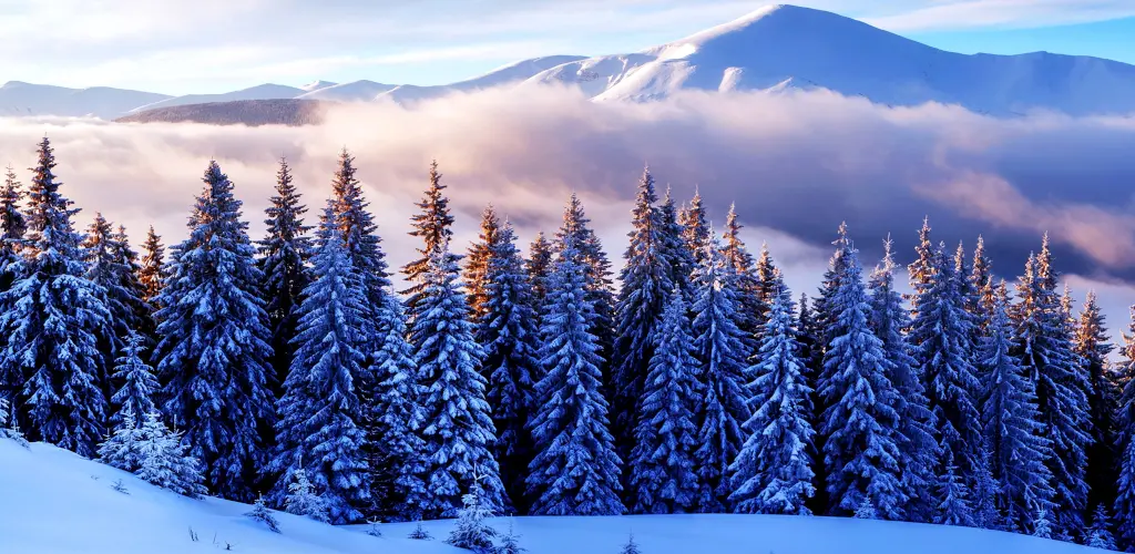 Header Banner