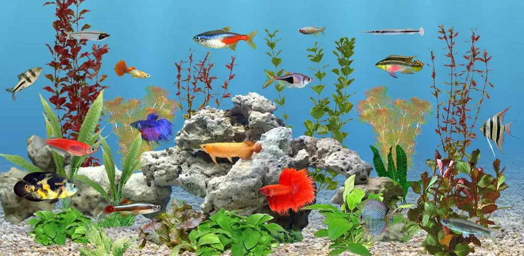 Header Banner