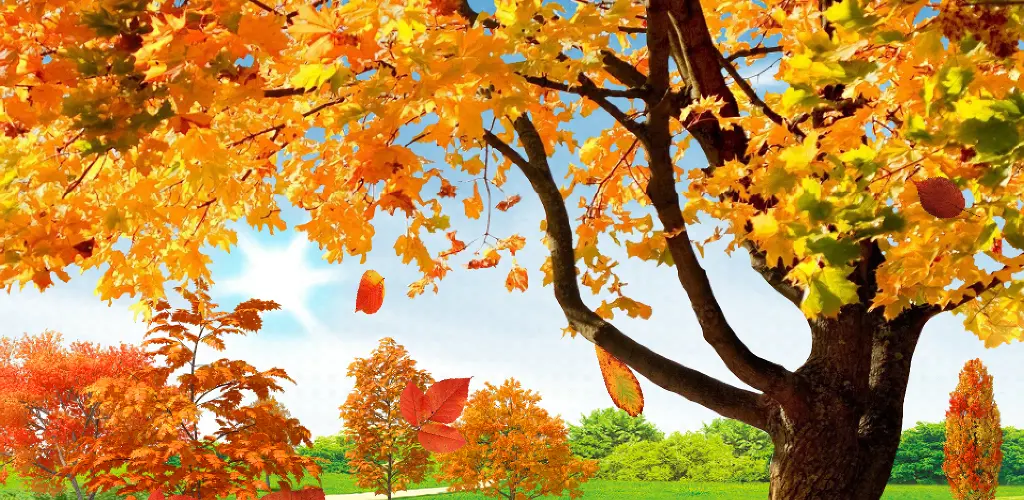 Header Banner