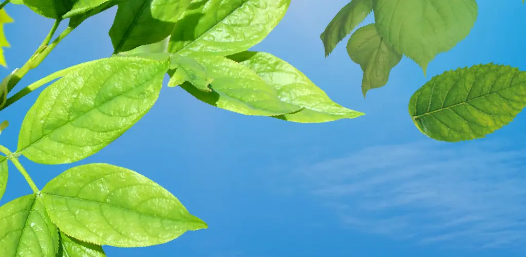 Header Banner