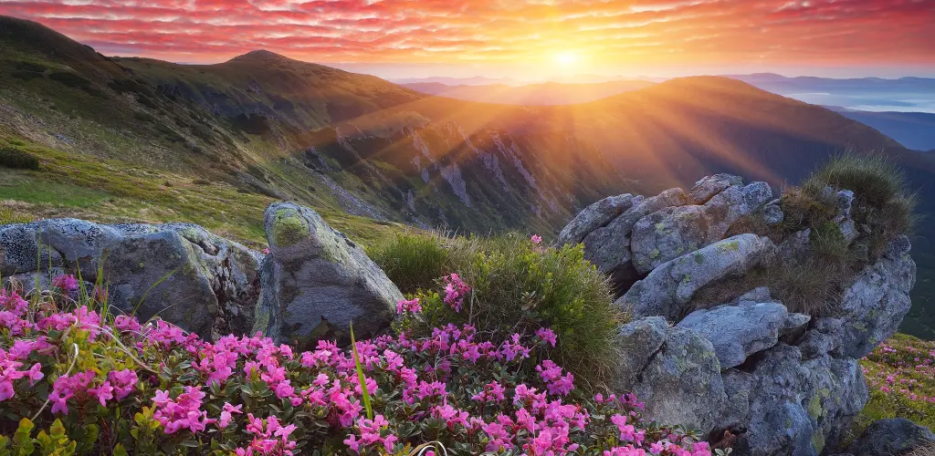 Header Banner
