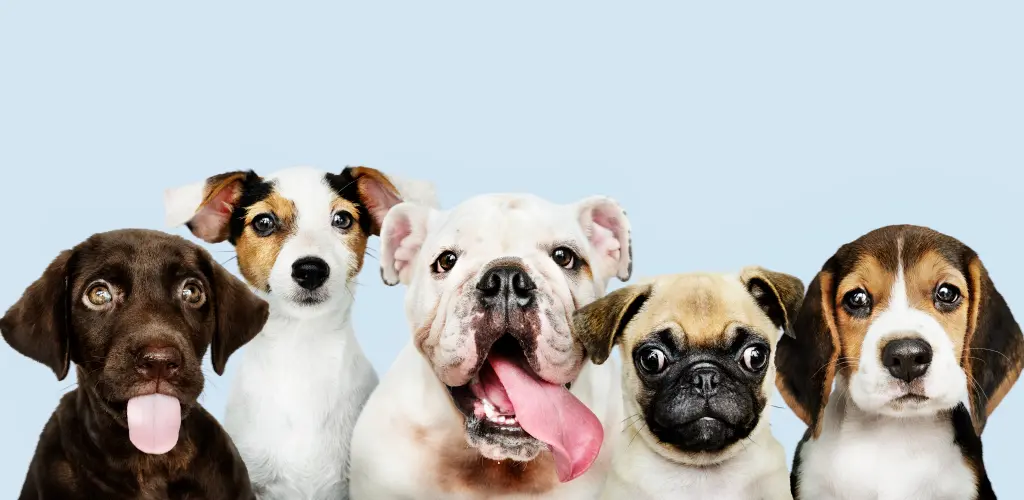 Header Banner