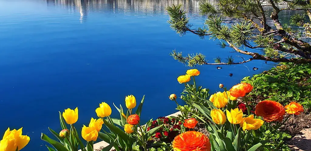 Header Banner