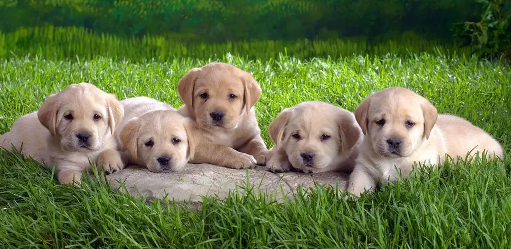 Header Banner