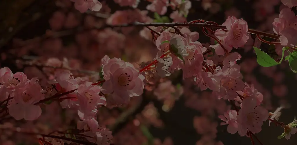 Header Banner