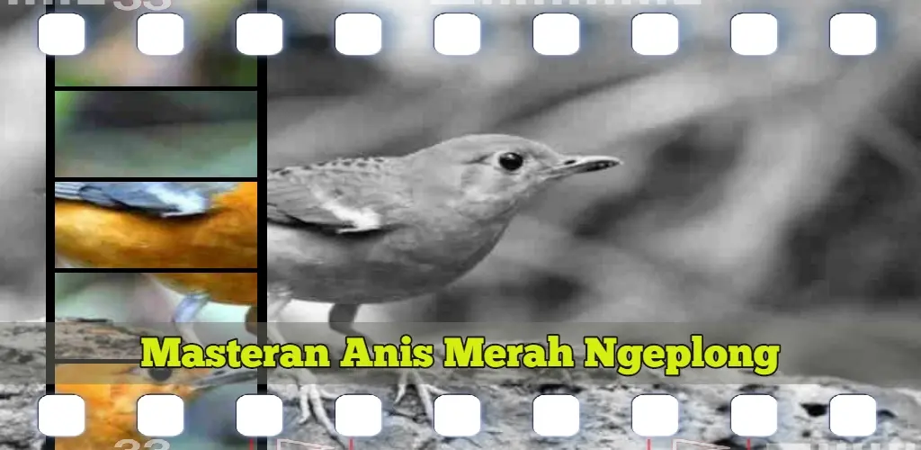 Header Banner