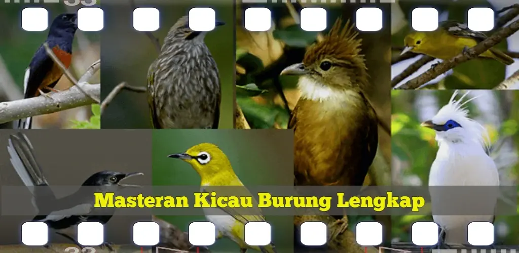 Header Banner