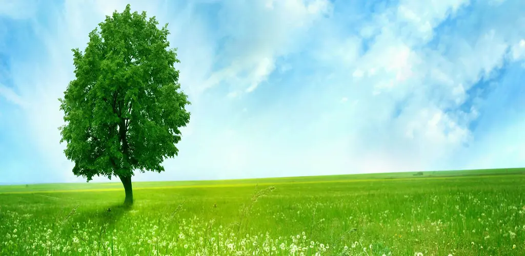 Header Banner