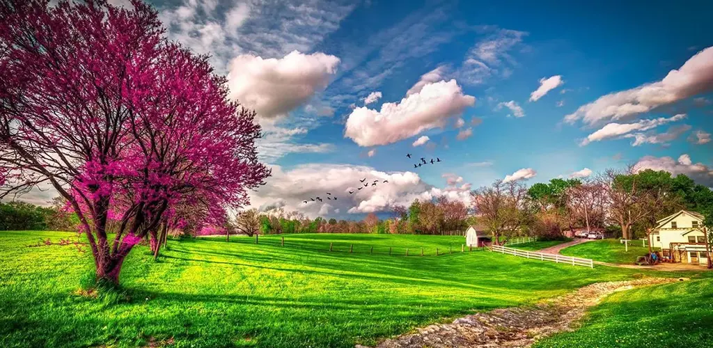 Header Banner