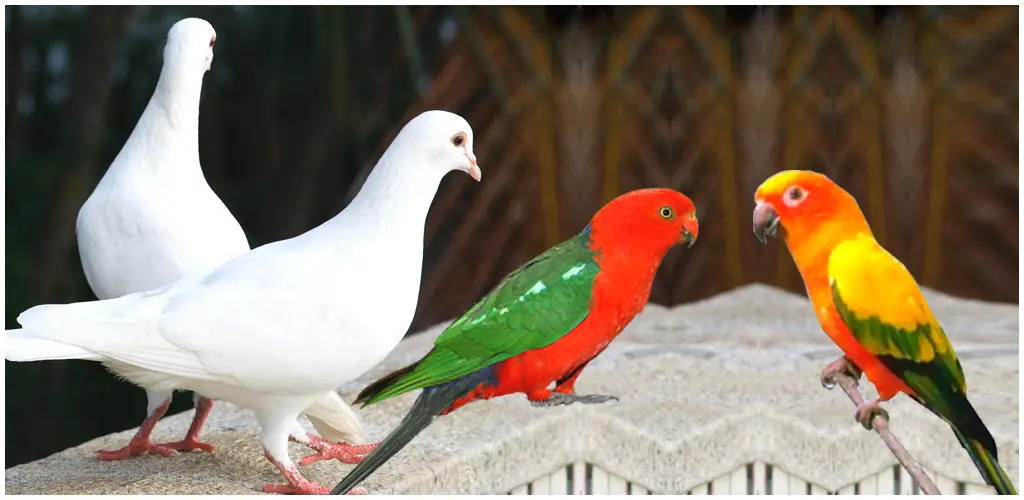 Header Banner