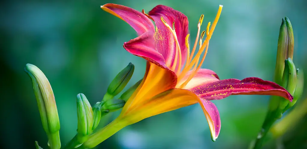 Header Banner