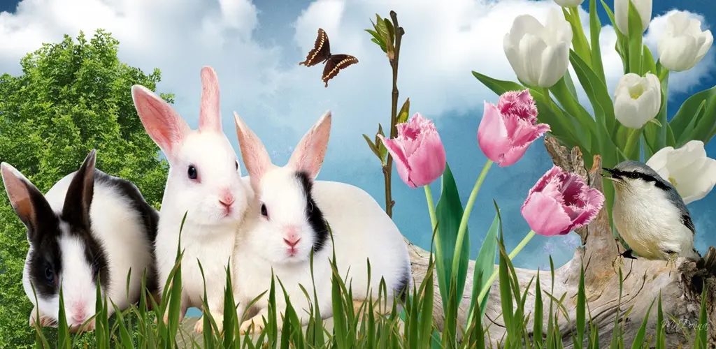 Header Banner