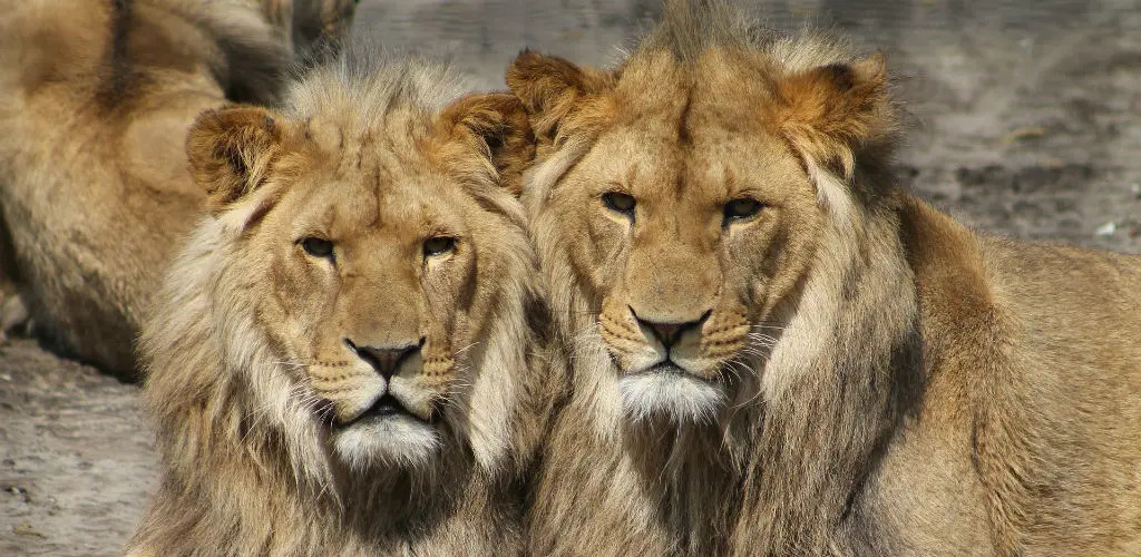 Header Banner