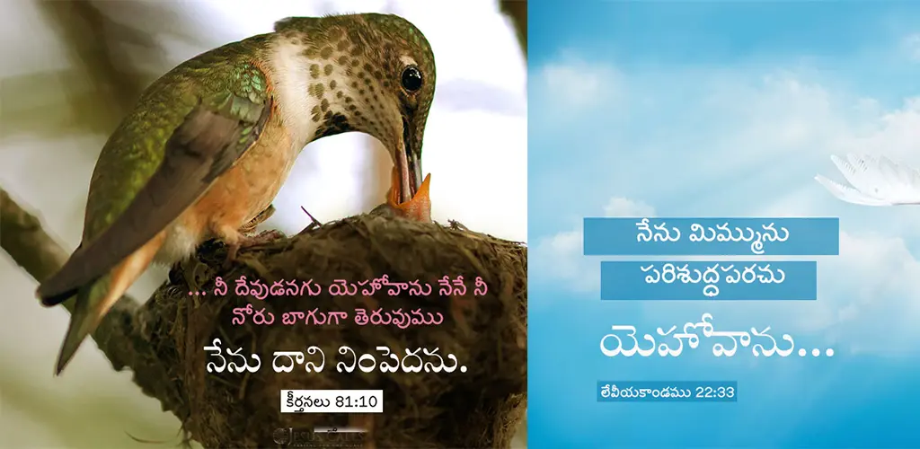 Header Banner
