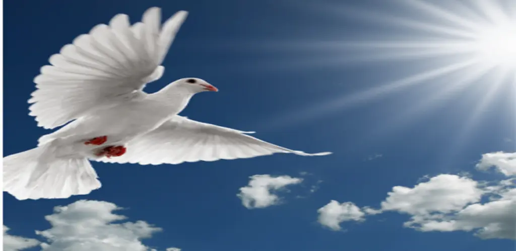 Header Banner