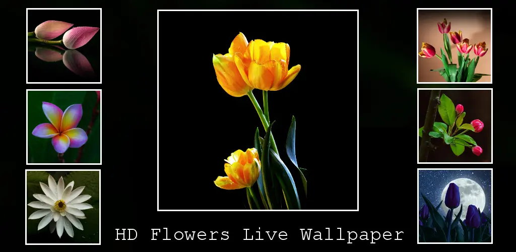 Header Banner