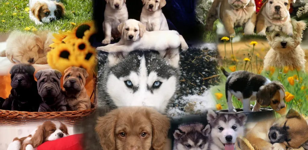 Header Banner