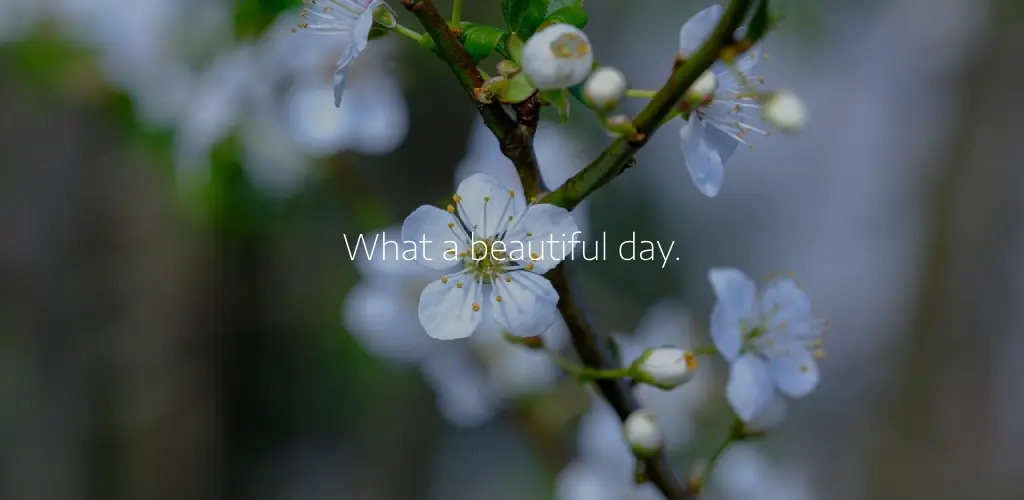 Header Banner