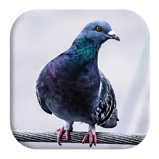 App Icon