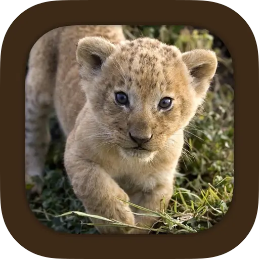 App Icon